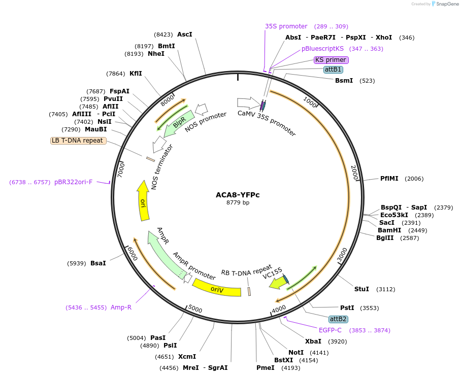87243-plasmid-map-sequence-id-176887