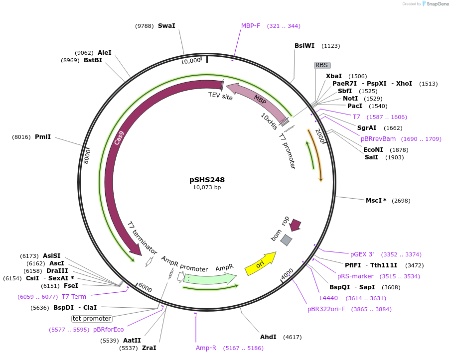 87354-plasmid-map-sequence-id-176888