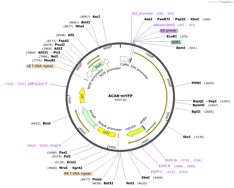 87245-plasmid-map-sequence-id-176889