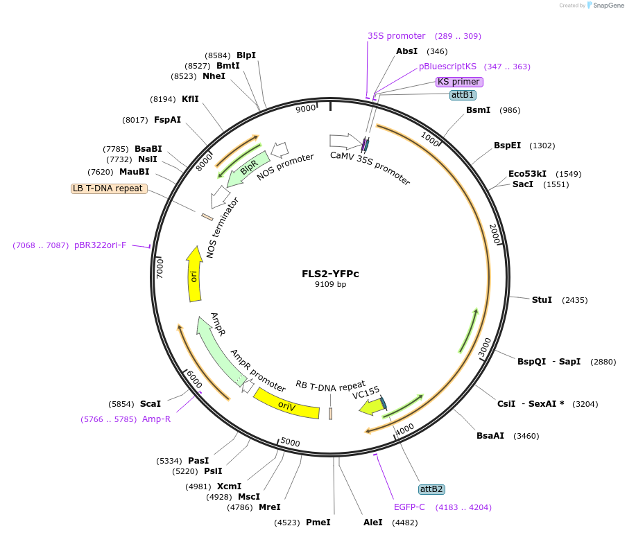 87166-plasmid-map-sequence-id-176890