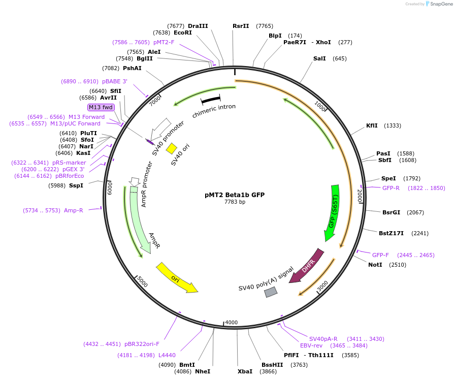 89893-plasmid-map-sequence-id-176909