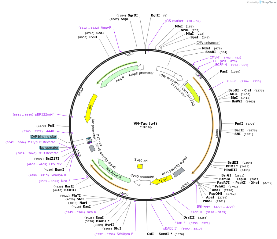 87368-plasmid-map-sequence-id-176910