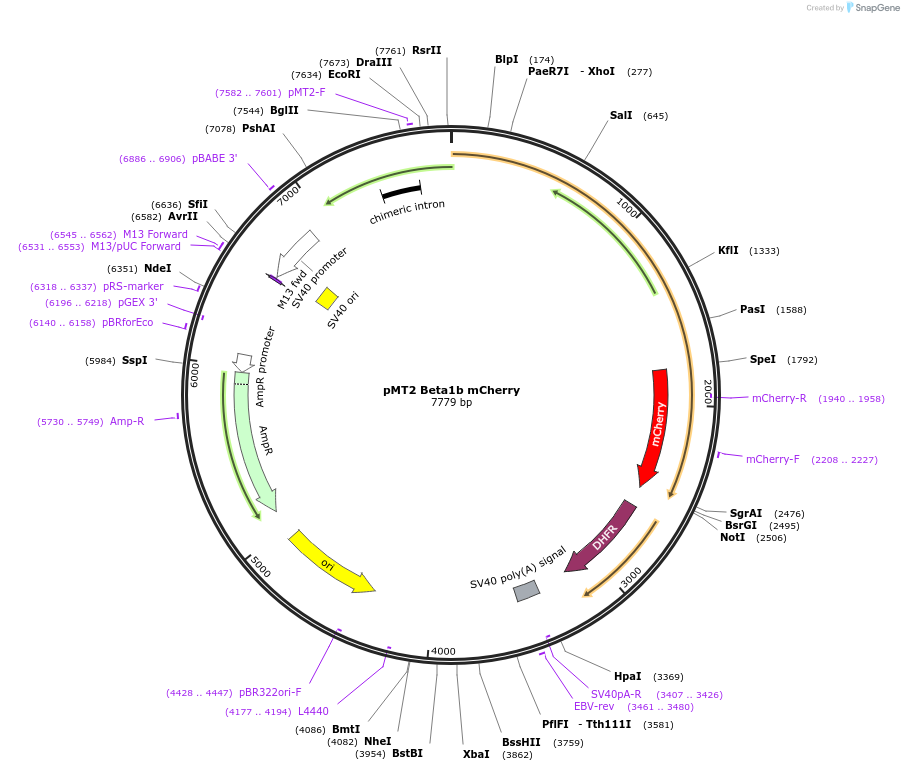 89892-plasmid-map-sequence-id-176911