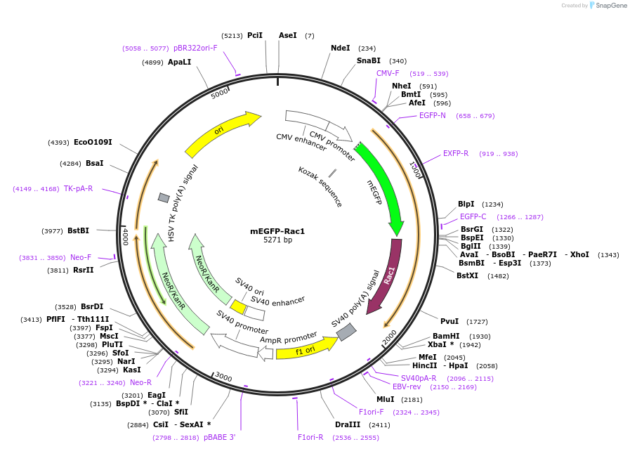 83950-plasmid-map-sequence-id-176920