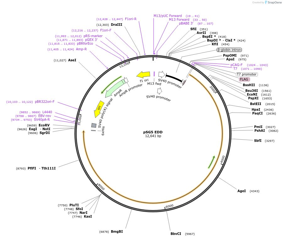37191-plasmid-map-sequence-id-176923