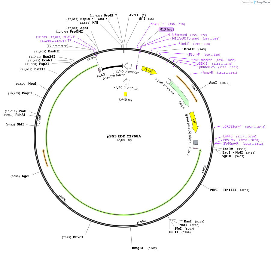 37192-plasmid-map-sequence-id-176924