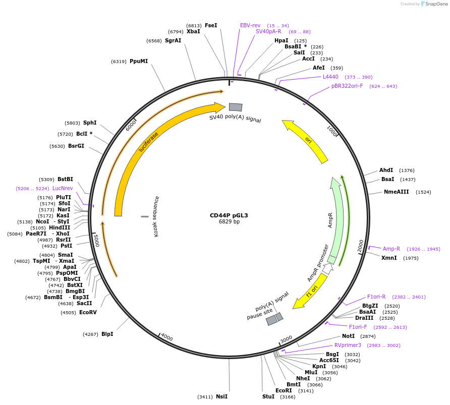 19122-plasmid-map-sequence-id-176932