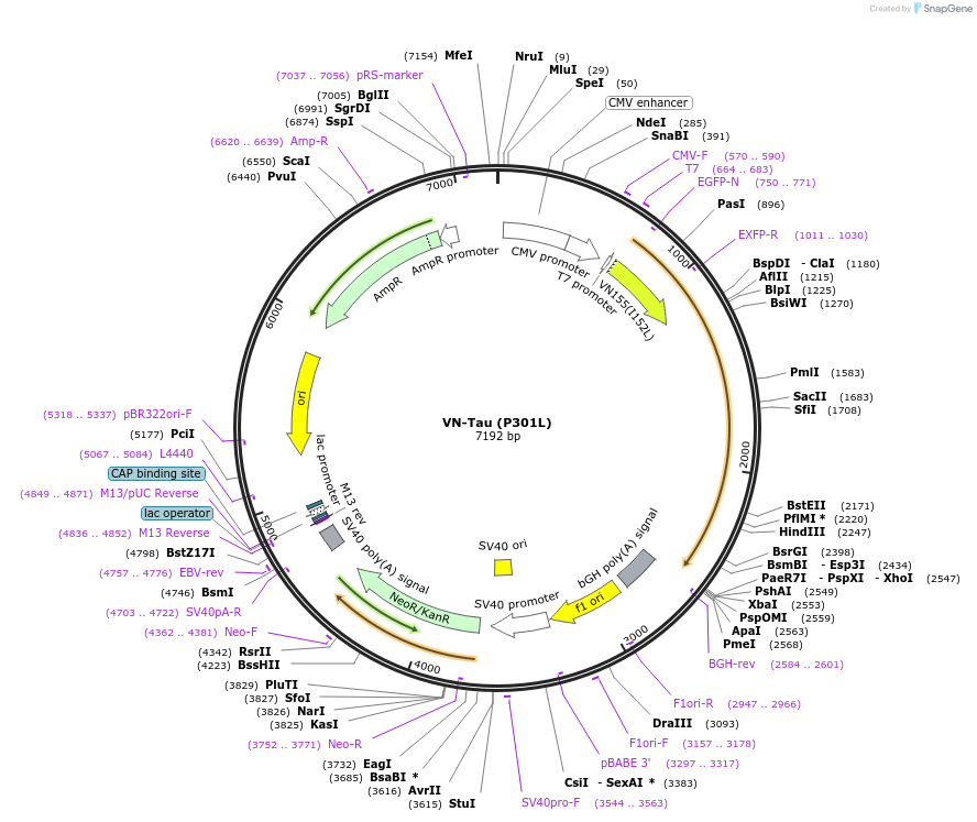 87634-plasmid-map-sequence-id-176933
