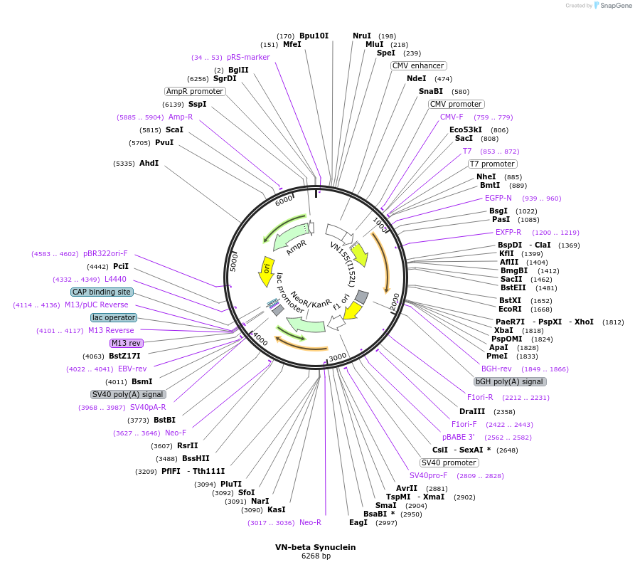 89483-plasmid-map-sequence-id-176939