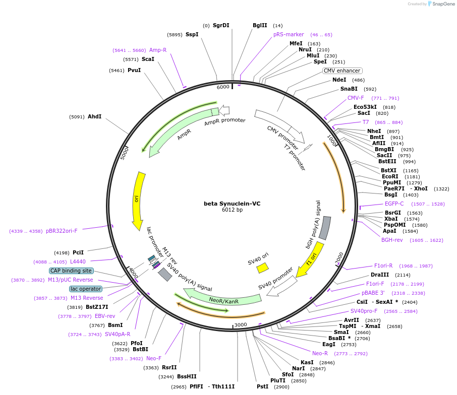 89484-plasmid-map-sequence-id-176941