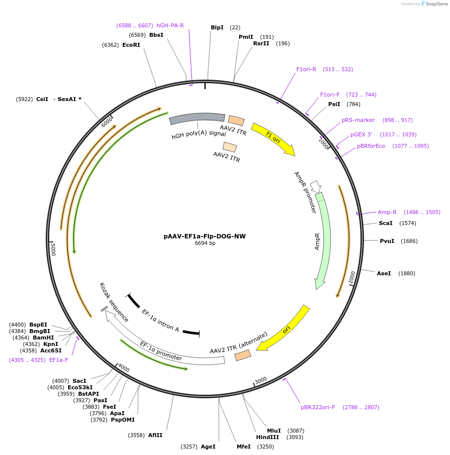 75469-plasmid-map-sequence-id-176949