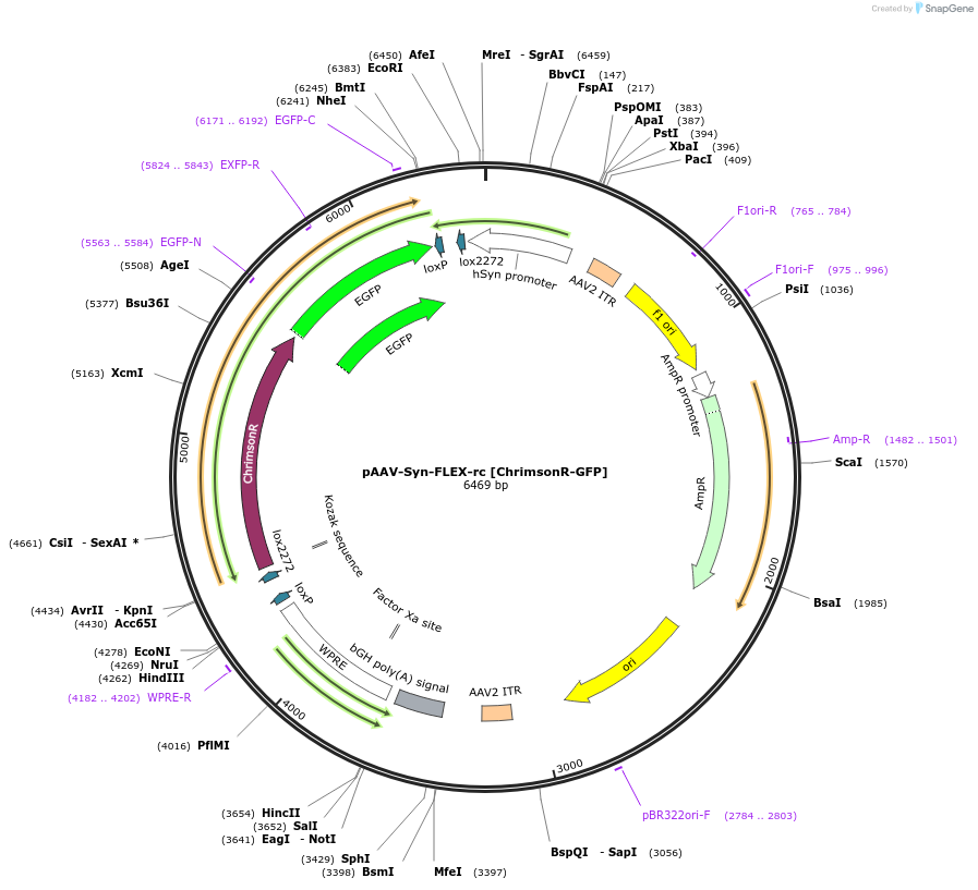 84480-plasmid-map-sequence-id-176952
