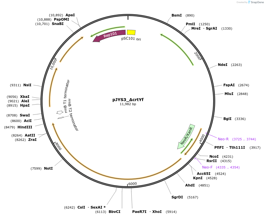 85542-plasmid-map-sequence-id-176963