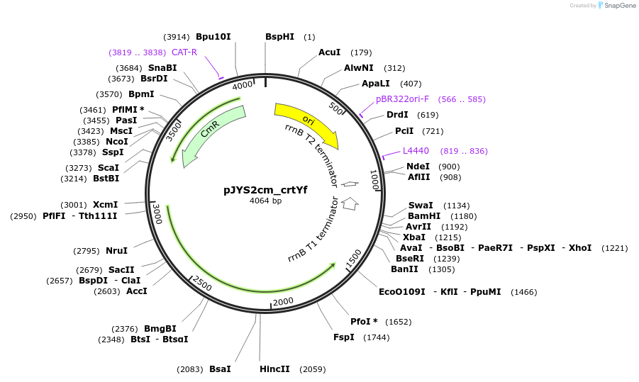 85543-plasmid-map-sequence-id-176964