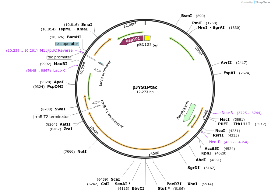 85545-plasmid-map-sequence-id-176966
