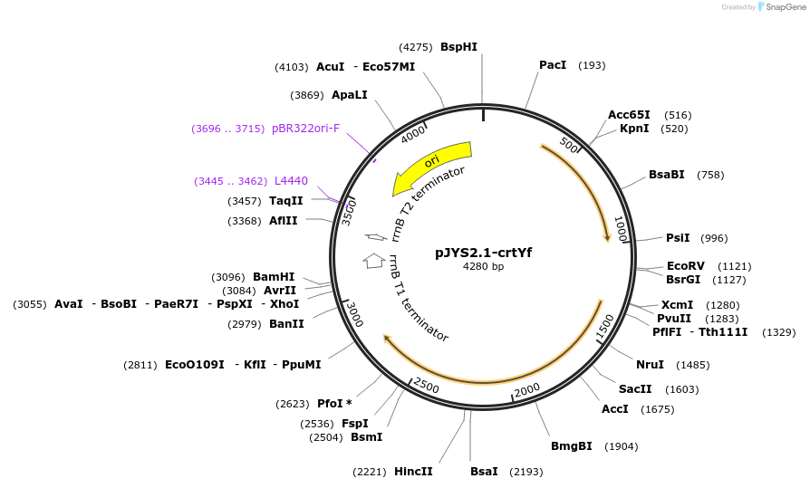 89077-plasmid-map-sequence-id-176978