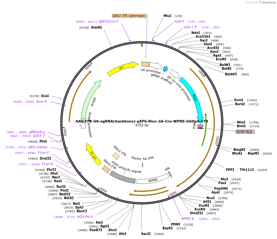 60226-plasmid-map-sequence-id-176980