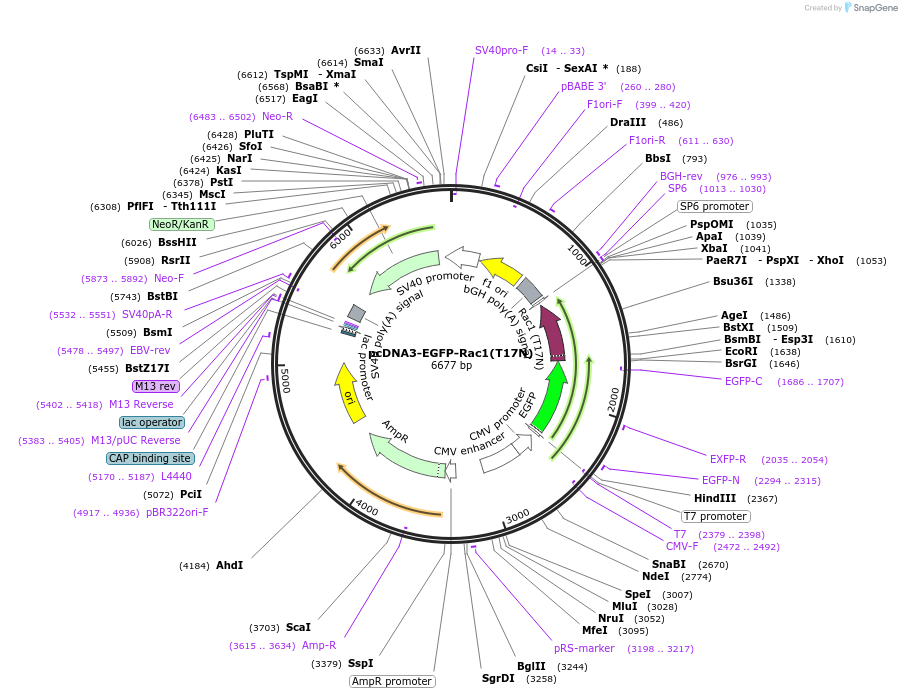 13721-plasmid-map-sequence-id-176986
