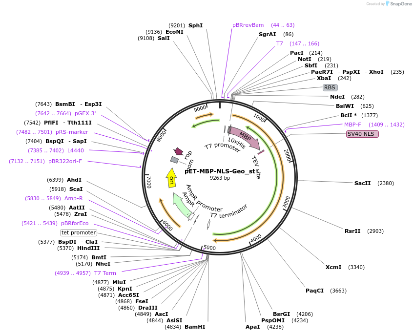 87703-plasmid-map-sequence-id-176992