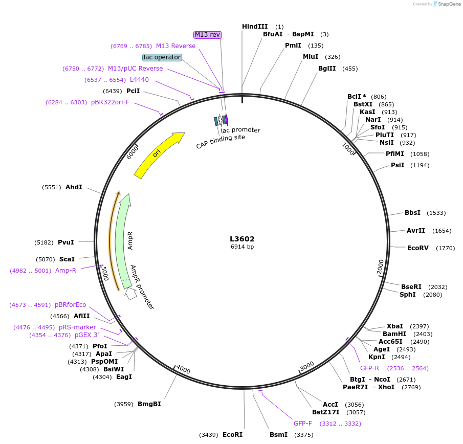 1567-plasmid-map-sequence-id-177