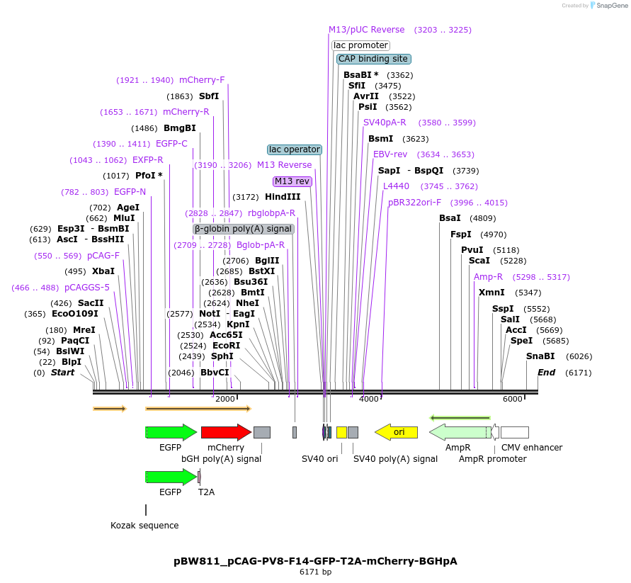 177010_map