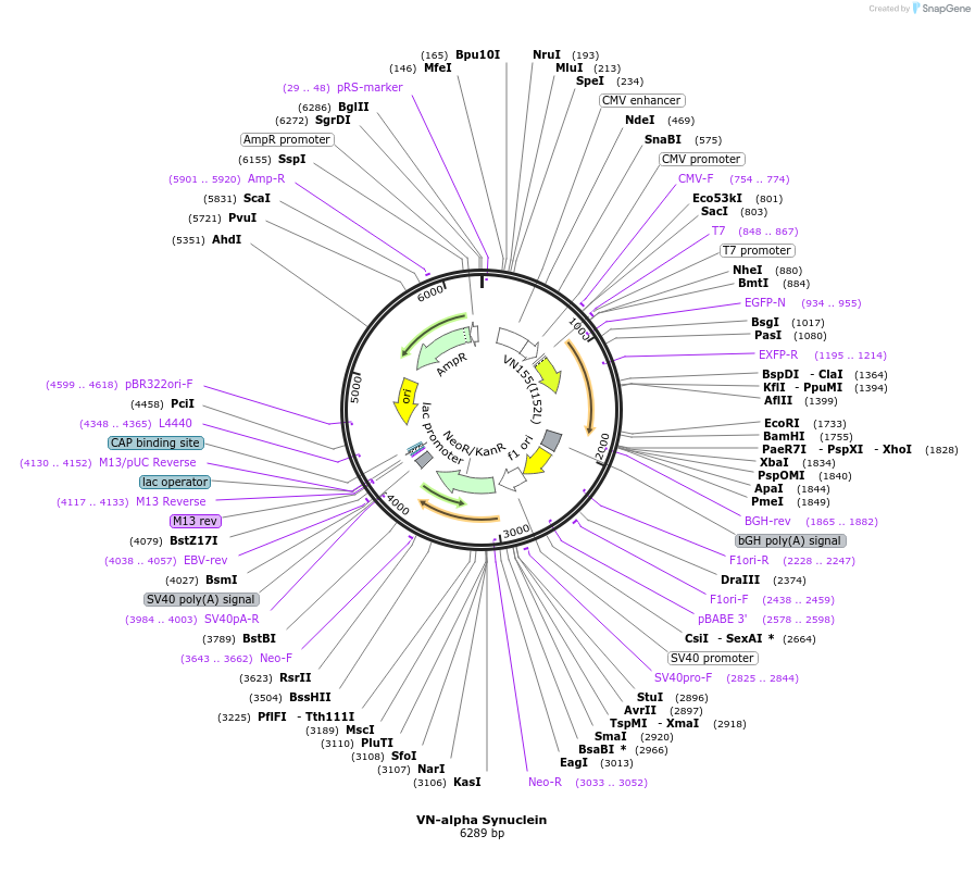 89470-plasmid-map-sequence-id-177029
