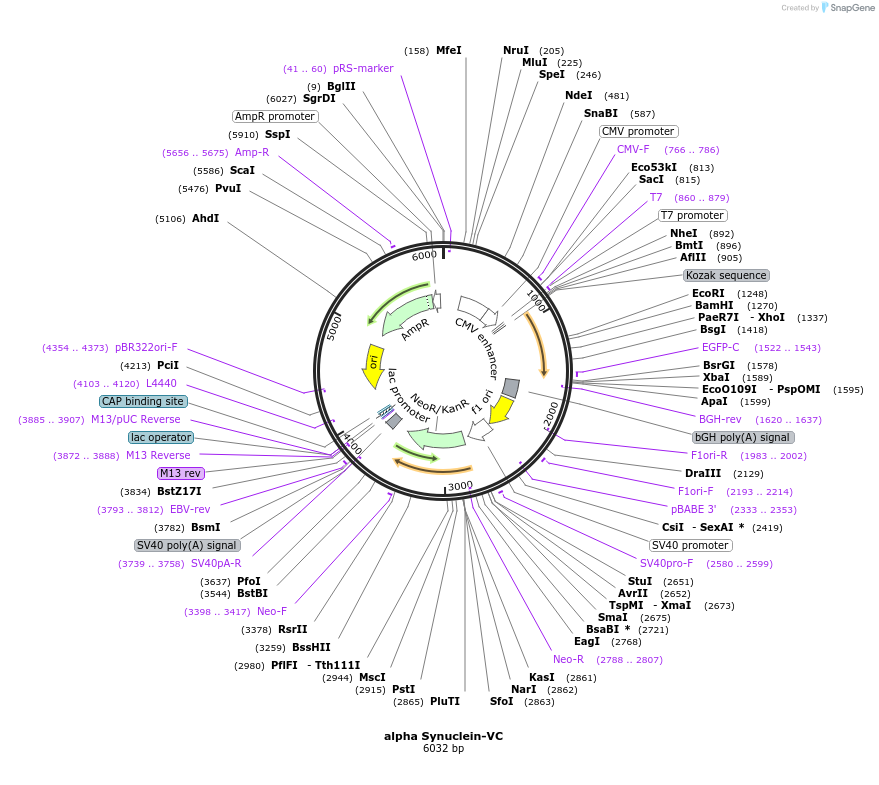 89471-plasmid-map-sequence-id-177030