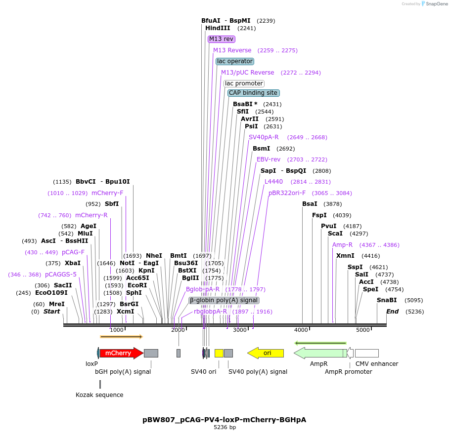 177031_map