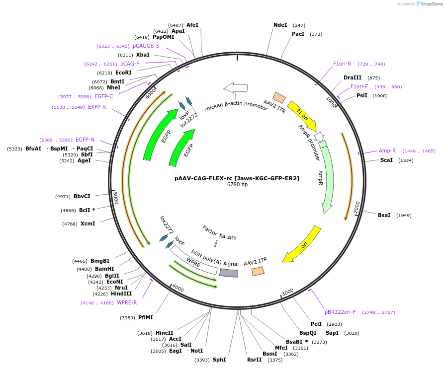 84445-plasmid-map-sequence-id-177041