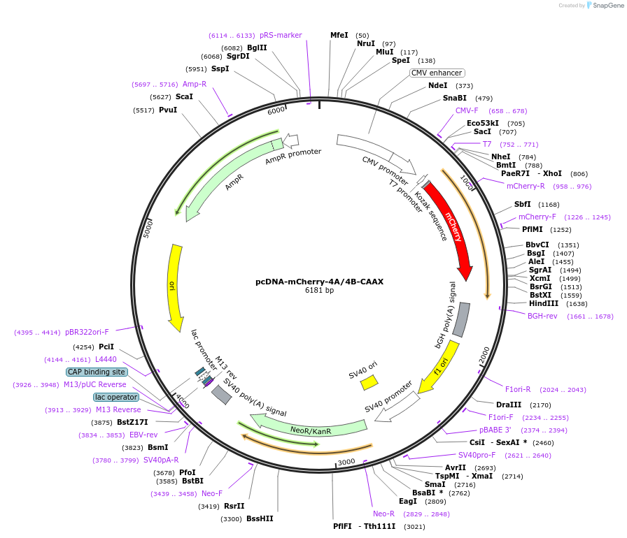 87699-plasmid-map-sequence-id-177046