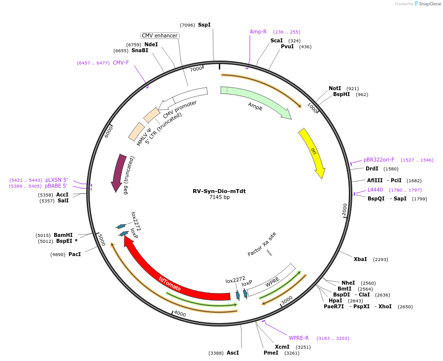 87667-plasmid-map-sequence-id-177050