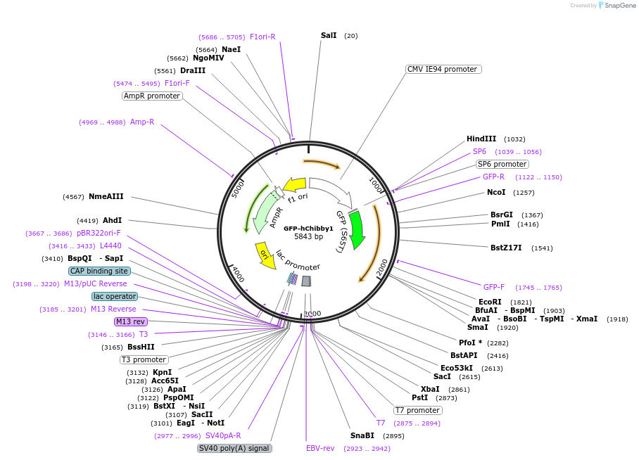 89472-plasmid-map-sequence-id-177051
