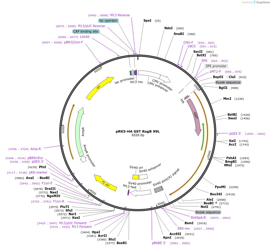 19303-plasmid-map-sequence-id-177057
