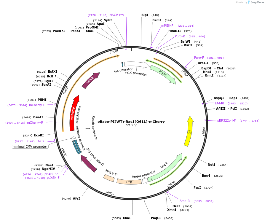 87553-plasmid-map-sequence-id-177061