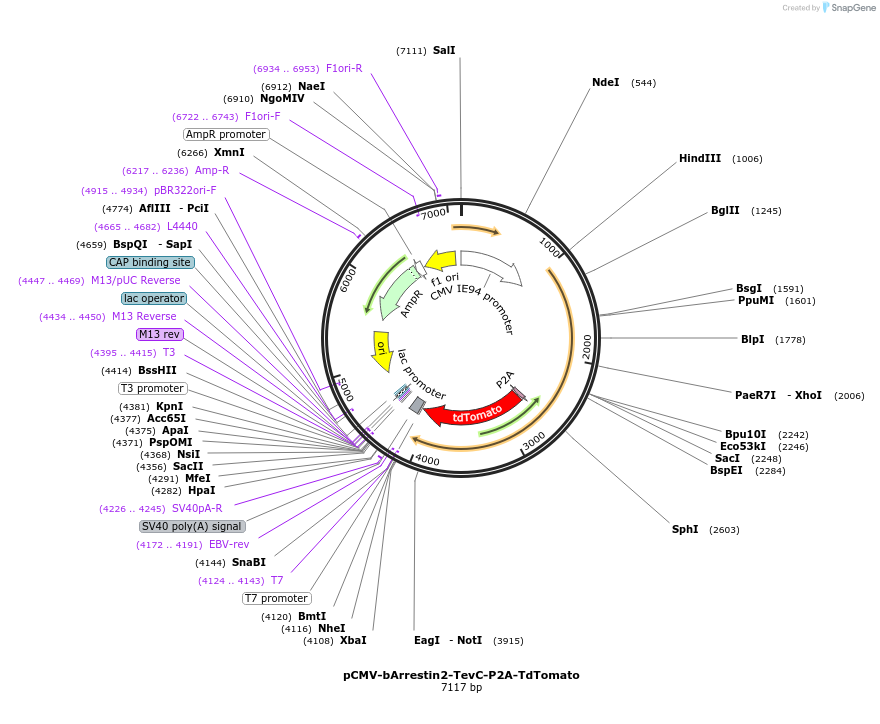 89869-plasmid-map-sequence-id-177073