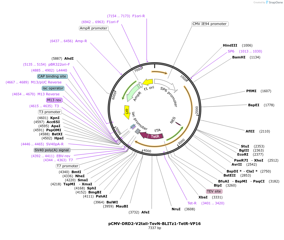 89870-plasmid-map-sequence-id-177075