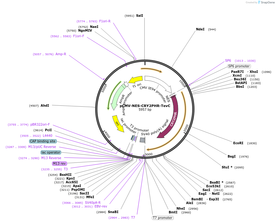 89877-plasmid-map-sequence-id-177080