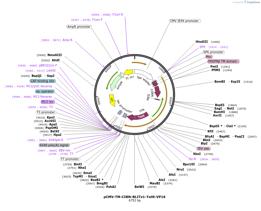 89878-plasmid-map-sequence-id-177081