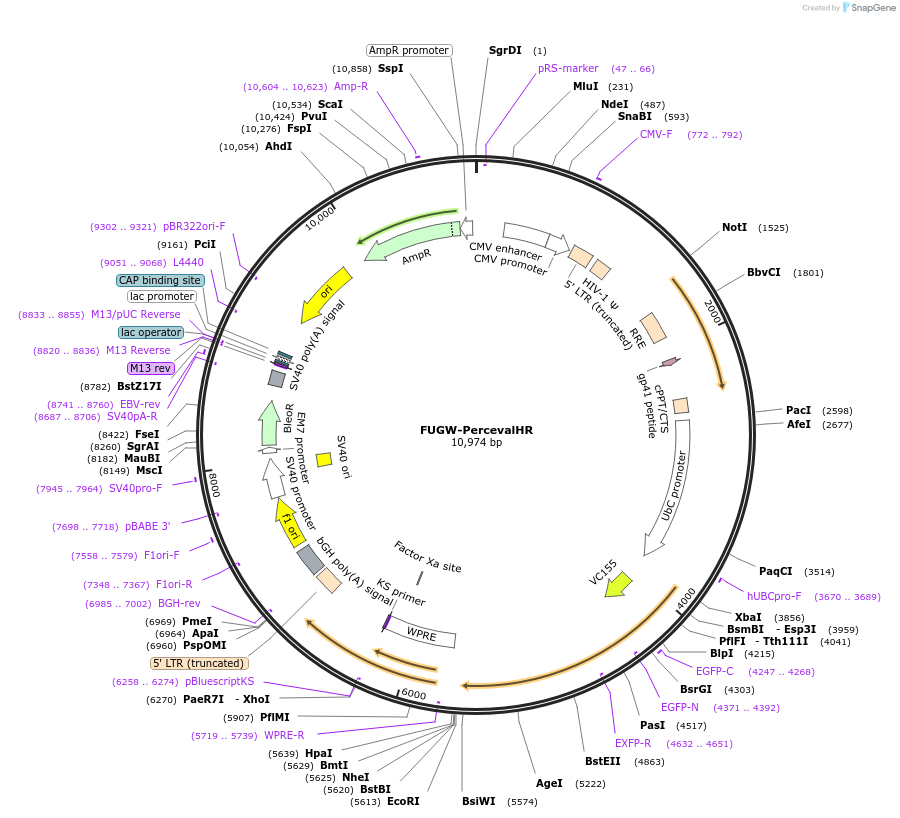 49083-plasmid-map-sequence-id-177096