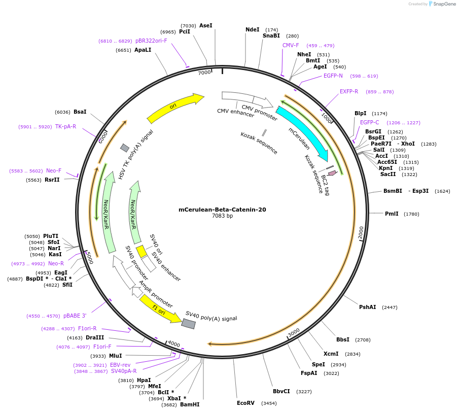 55352-plasmid-map-sequence-id-177099