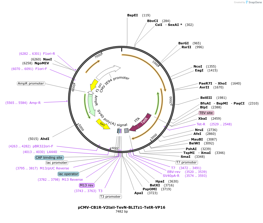 89872-plasmid-map-sequence-id-177101