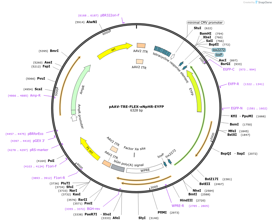 89876-plasmid-map-sequence-id-177105