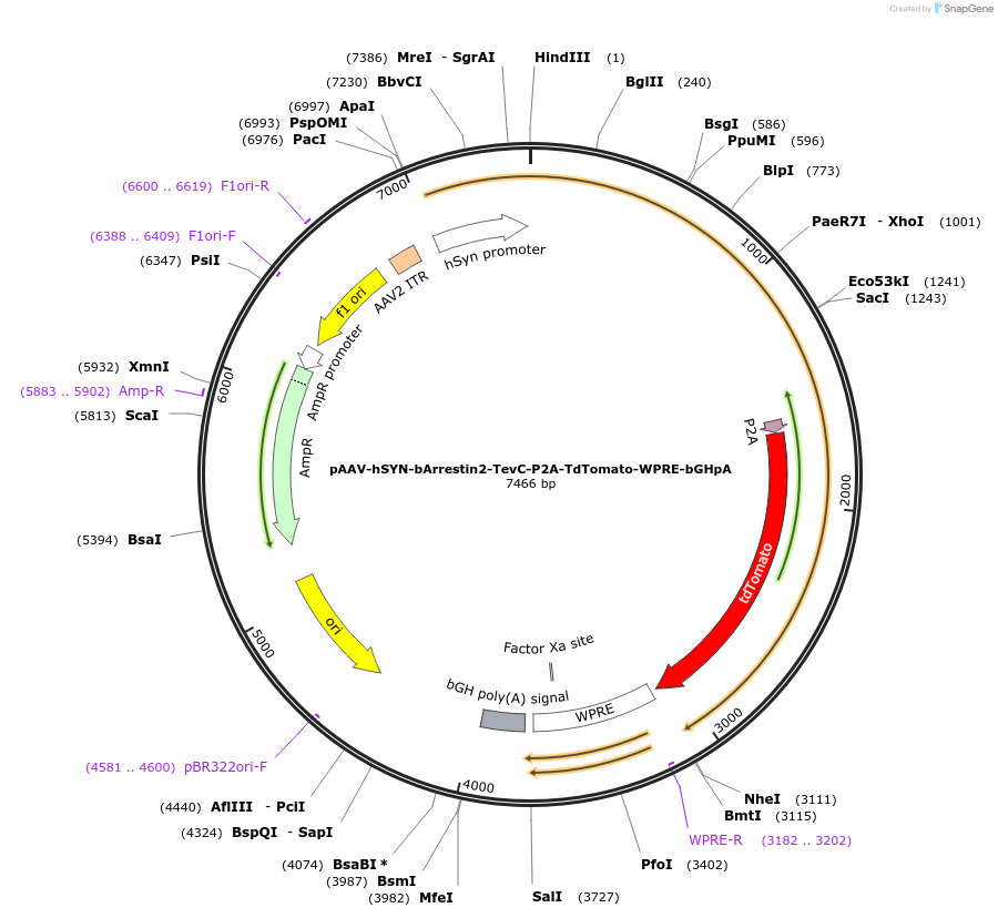 89873-plasmid-map-sequence-id-177108
