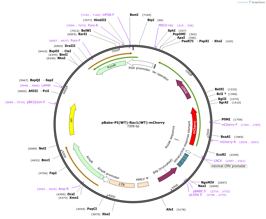 87550-plasmid-map-sequence-id-177112