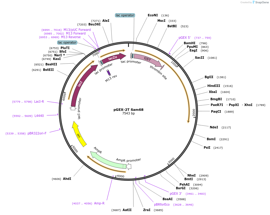 17687-plasmid-map-sequence-id-177114