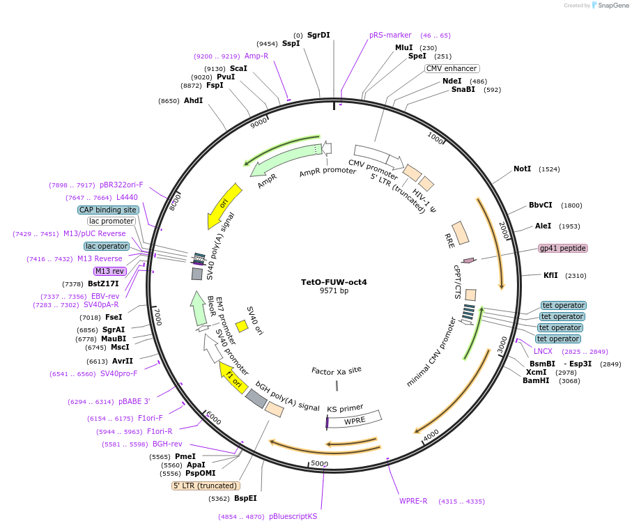 20323-plasmid-map-sequence-id-177120