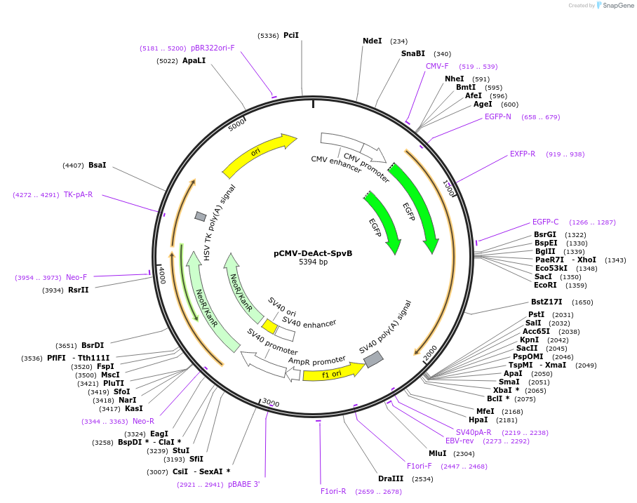 89446-plasmid-map-sequence-id-177125