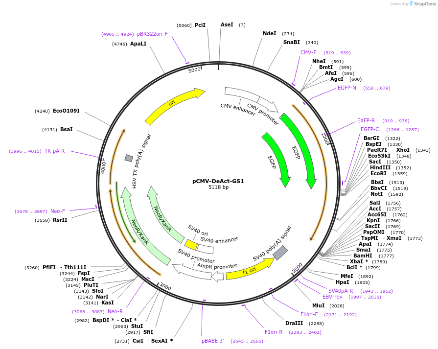89445-plasmid-map-sequence-id-177128