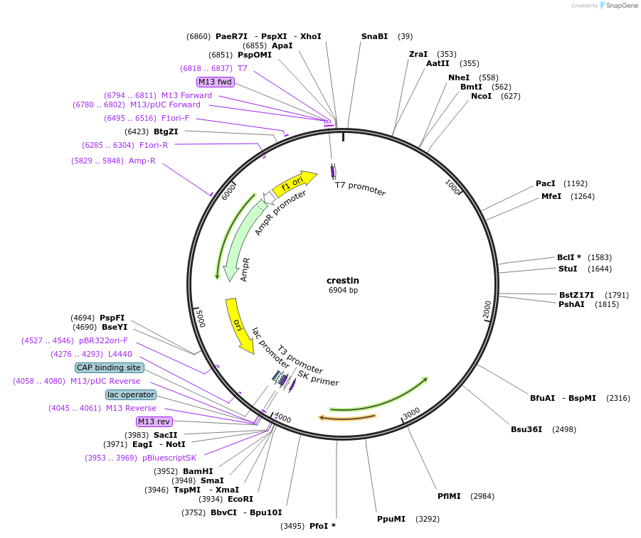89394-plasmid-map-sequence-id-177131