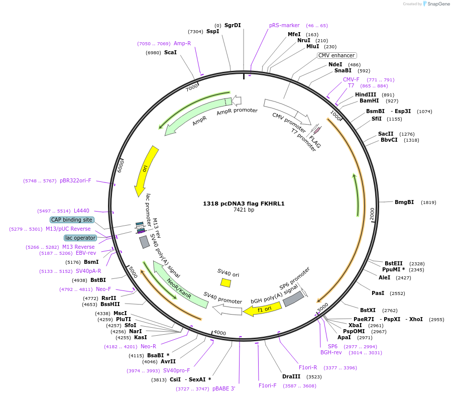 10708-plasmid-map-sequence-id-177133